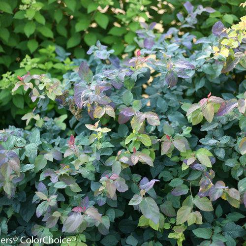 Spiraea x 'SMSMBK'  - Double Play® Blue Kazoo Spirea