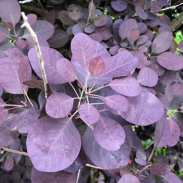Cotinus coggygria 'Royal Purple'  - Royal Purple Smoke Tree