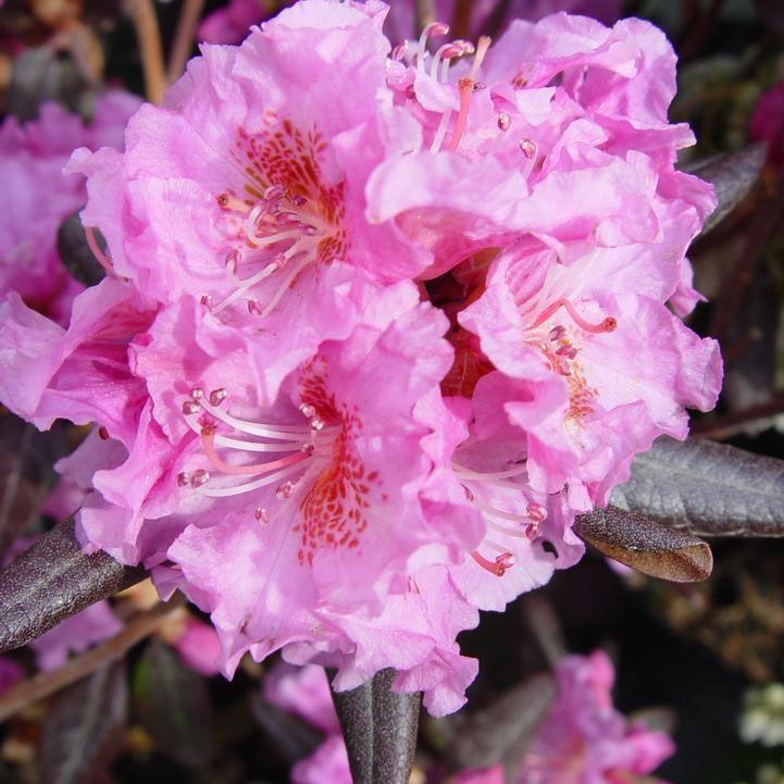 Rhododendron x 'Midnight Ruby'  - Midnight Ruby Rhododendron