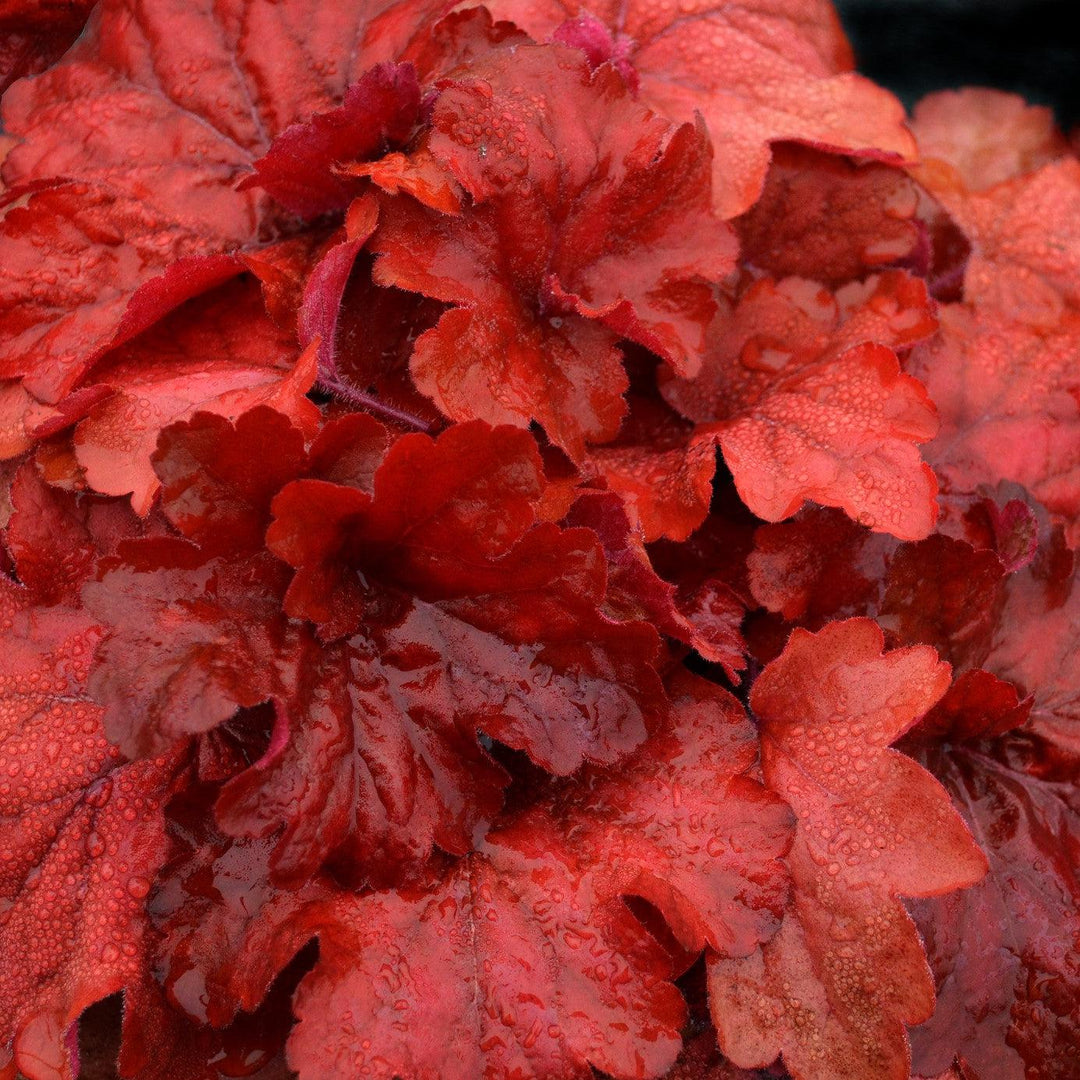 Heuchera x 'Fire Alarm' PP #24,525  - Fire Alarm Heuchera