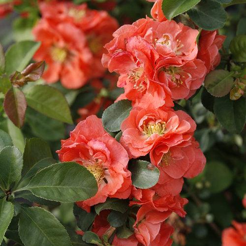 Chaenomeles speciosa 'NCCS4'  - PW® Double Take™ Peach Flowering Quince