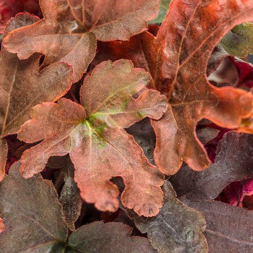 Heuchera 'Red Rover'  - PW® Fun and Games® Red Rover Coral Bells