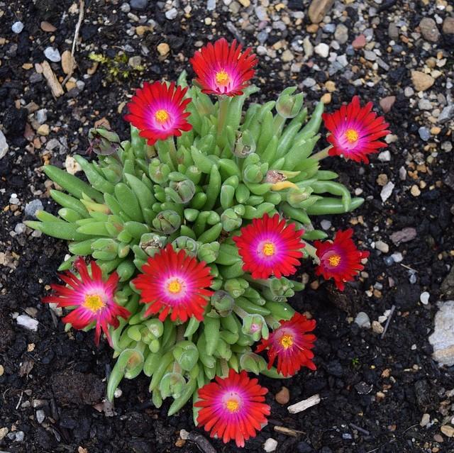 Delosperma cooperi 'Jewel of Desert Garnet'  - Jewel of Desert® Garnet Ice Plant