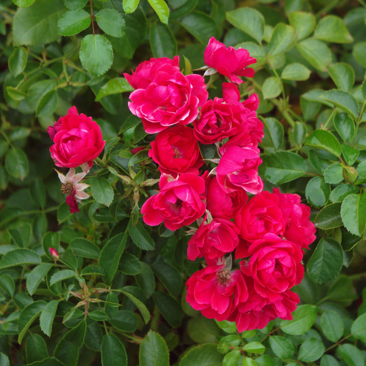 Rosa x 'NOA83100B'  - Flower Carpet® Scarlet Rose