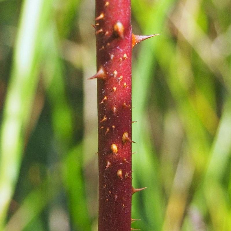 Rosa palustris  - Swamp Rose