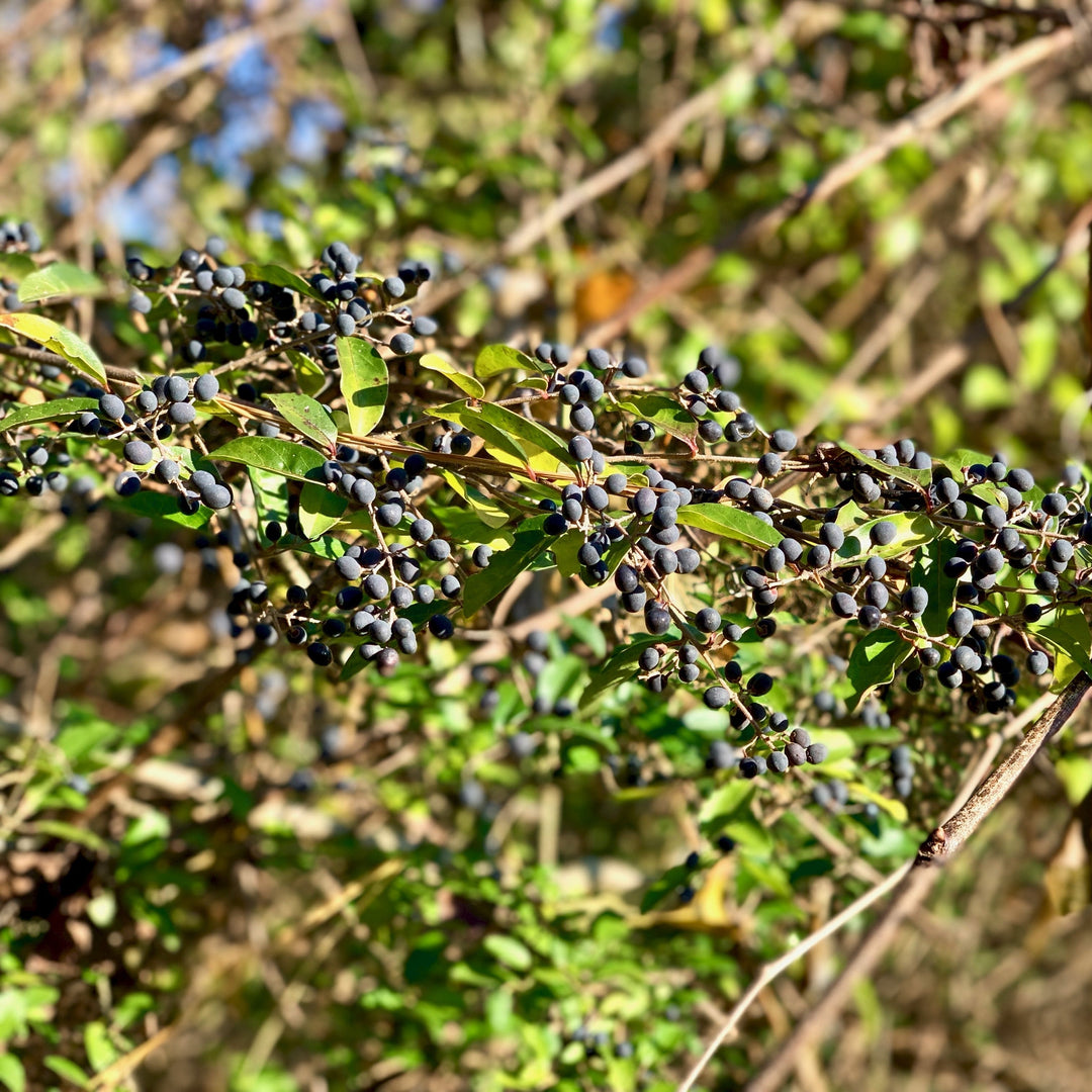 Ligustrum amurense  - Amur Privet