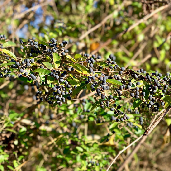 Ligustrum amurense  - Amur Privet