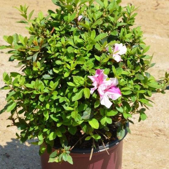 Rhododendron ‘Conlep’  - Encore® Autumn Twist™ Azalea