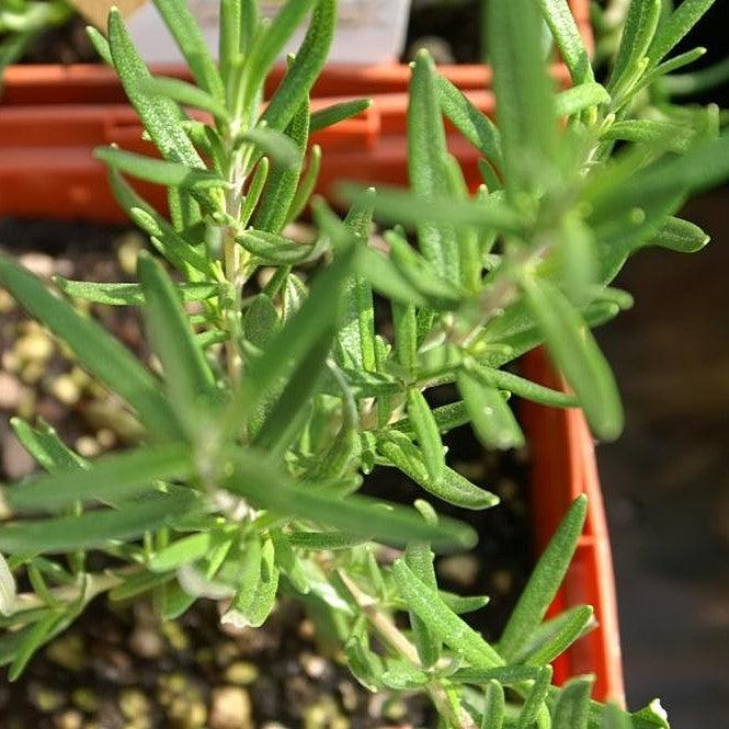 Rosmarinus officinalis 'Salem'  - Salem Rosemary