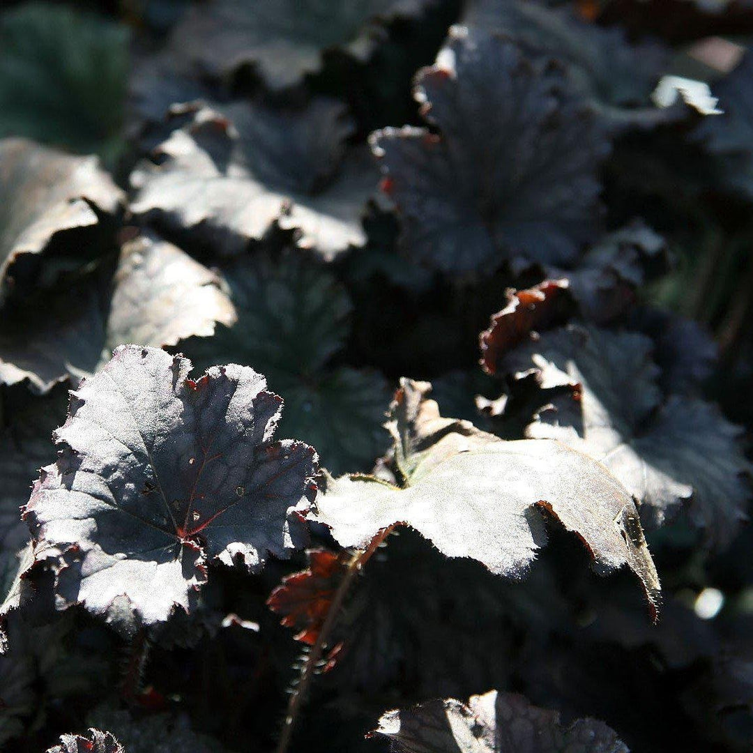Heuchera x 'Frosted Violet'  - Frosted Violet Coral Bells