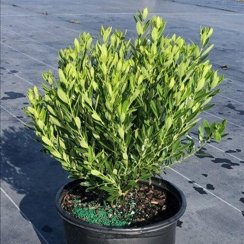Ilex glabra 'Shamrock'  - Shamrock Inkberry Holly