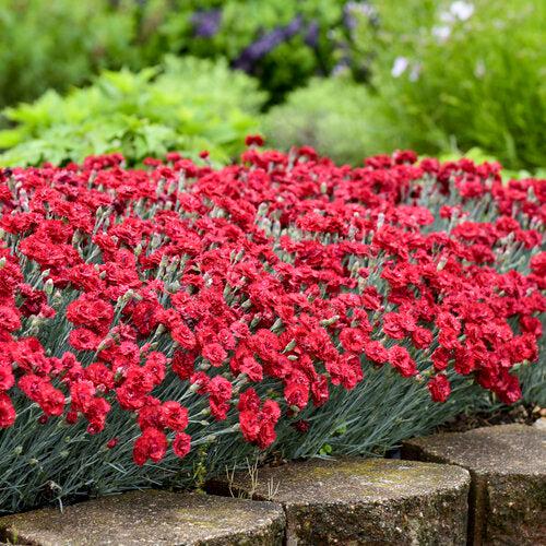 Dianthus 'Maraschino'  - Fruit Punch® Maraschino Dianthus