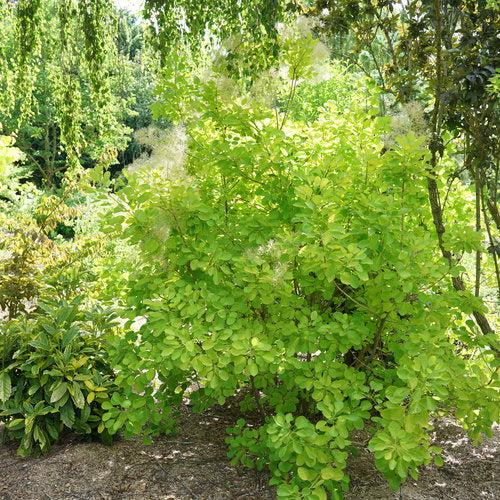 Cotinus coggygria 'MINCOJAU3'  - Winecraft Gold® Smokebush