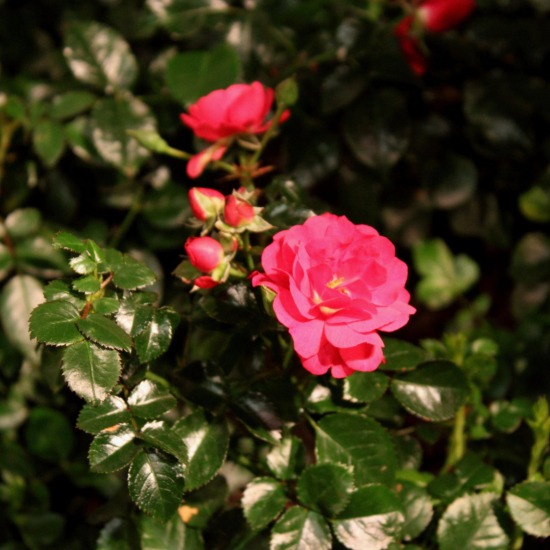 Rosa x 'NOA83100B'  - Flower Carpet® Scarlet Rose