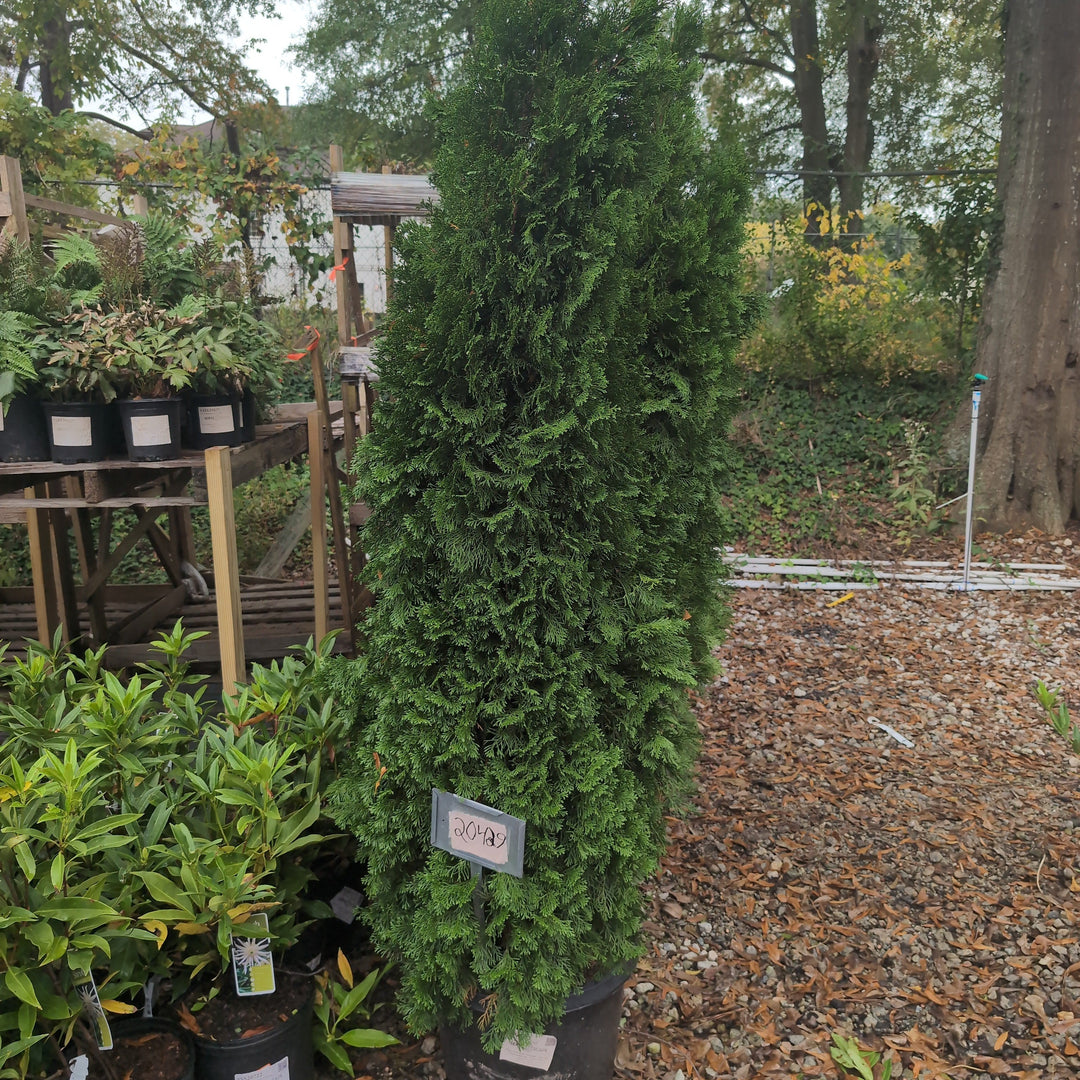 Thuja occidentalis 'Smaragd'  - Emerald Green Arborvitae