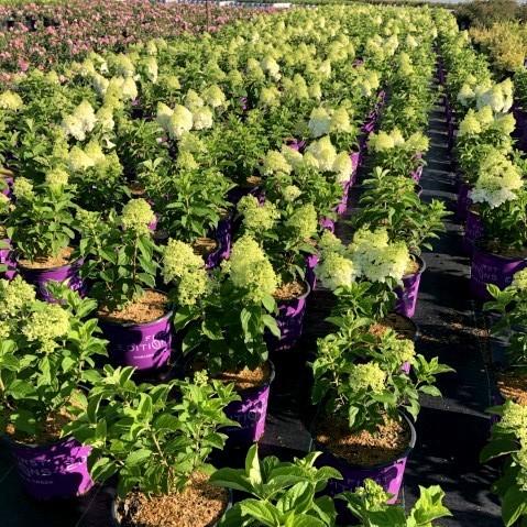 Hydrangea paniculata 'Bailpanone' PP32,549  - First Editions® Little Hottie® Hydrangea