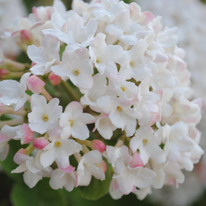 Viburnum carlesii ‘Select A’  - Spice Island™ Korean Spice Viburnum