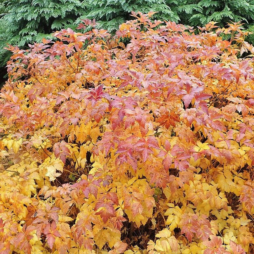 Xanthorhiza simplicissima  - Yellowroot