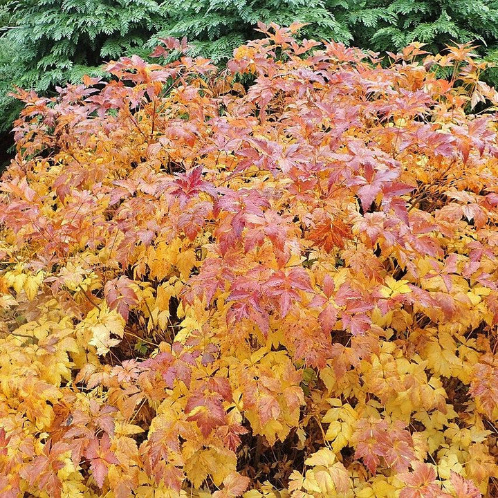 Xanthorhiza simplicissima  - Yellowroot