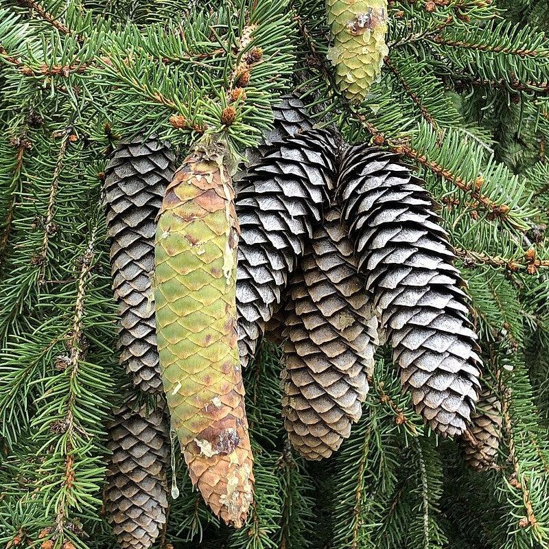 Picea abies  - Norway Spruce