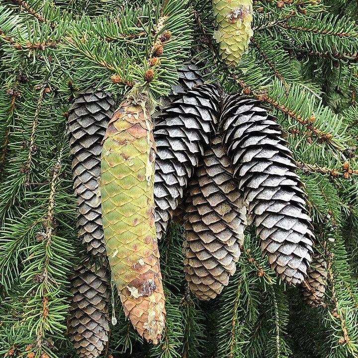 Picea abies  - Norway Spruce