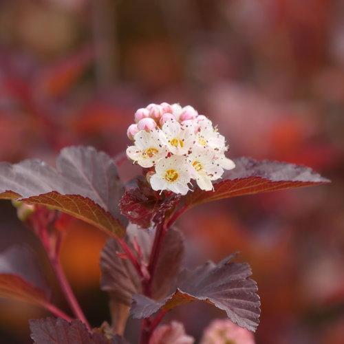 Physocarpus opulifolius 'SMNPOBLR' USPP 28,695  - Ginger Wine™ Ninebark