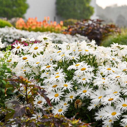 Leucanthemum superbum ’Spun Silk’  - Amazing Daisies® Spun Silk Shasta Daisy