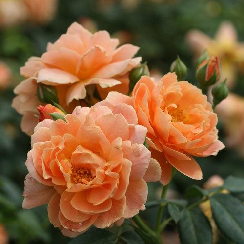 Rosa 'HORCOGJIL' PP 27541  - Proven Winners® Color Choice® At Last® Rose