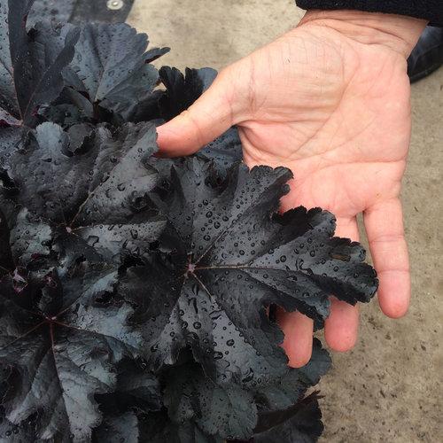Heuchera villosa 'Black Pearl'  - Primo® Black Pearl Coral Bells