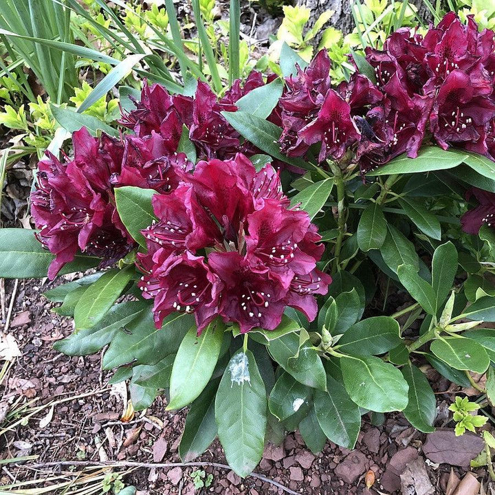 Rhododendron x 'Dark Lord'  - Dark Lord Azalea