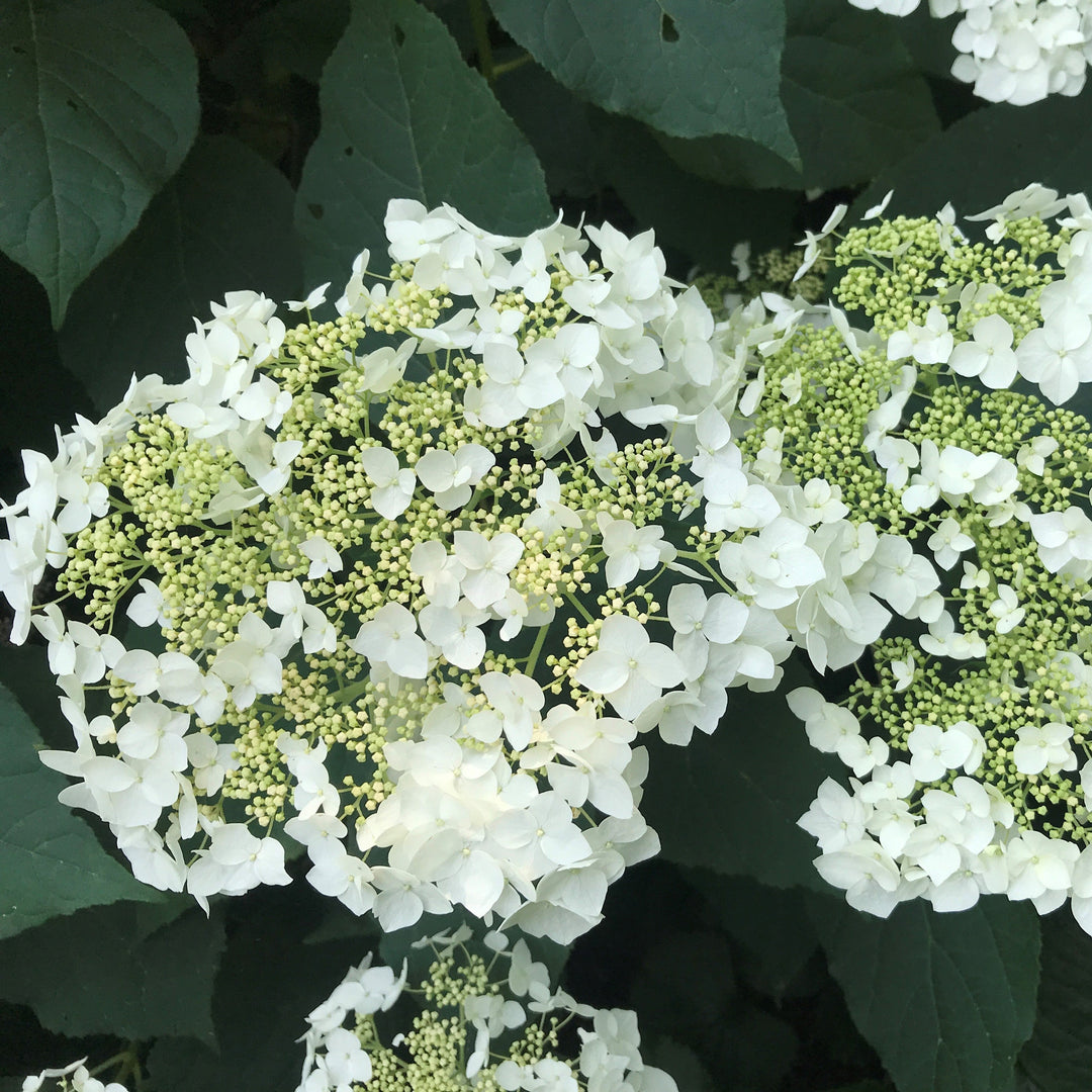 Hydrangea arborescens 'Haas' Halo'  - Haas' Halo Hydrangea