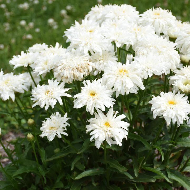 Leucanthemum superbum ’Marshmallow’  - PW® Amazing Daisies® Marshmallow Shasta Daisy