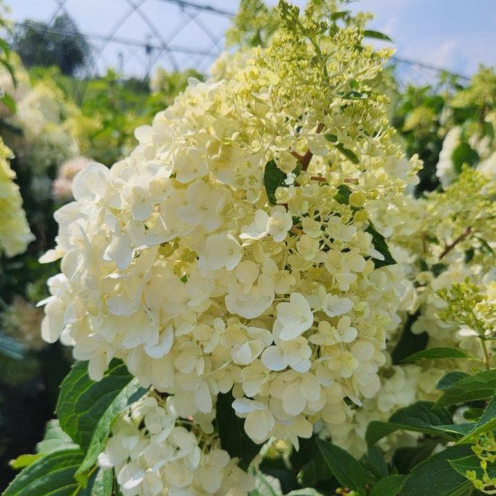 Hydrangea paniculata 'Bokropiav'  - Love-A-Lot™ Pink Hydrangea