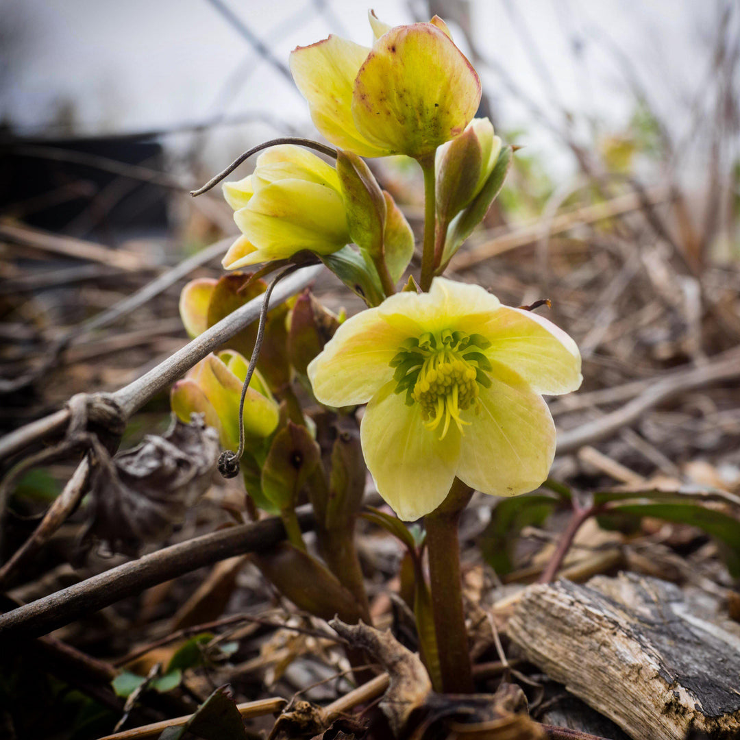 Helleborus x ericsmithii 'COSEH 730'  - HGC® Champion Lenten Rose