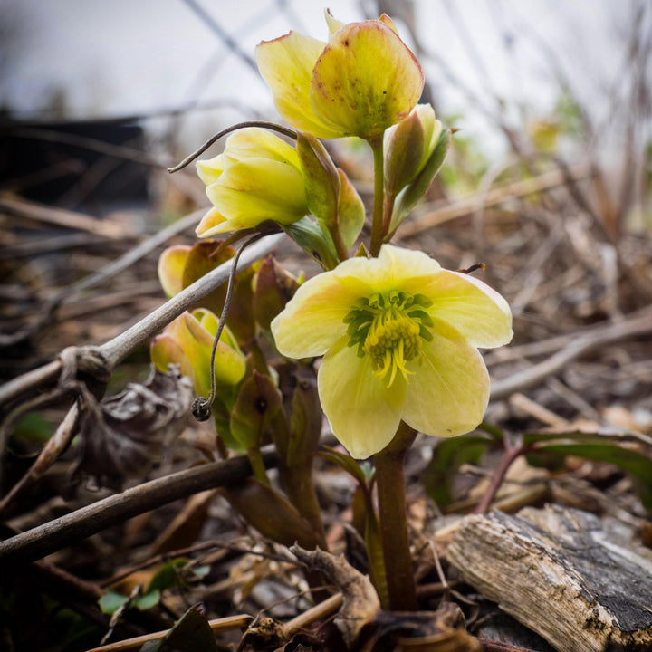 Helleborus x ericsmithii 'COSEH 730'  - HGC® Champion Lenten Rose
