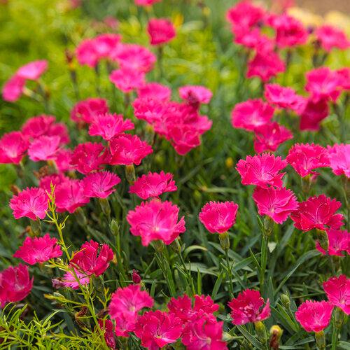 Dianthus 'Paint the Town Magenta'  - Paint the Town Magenta Dianthus