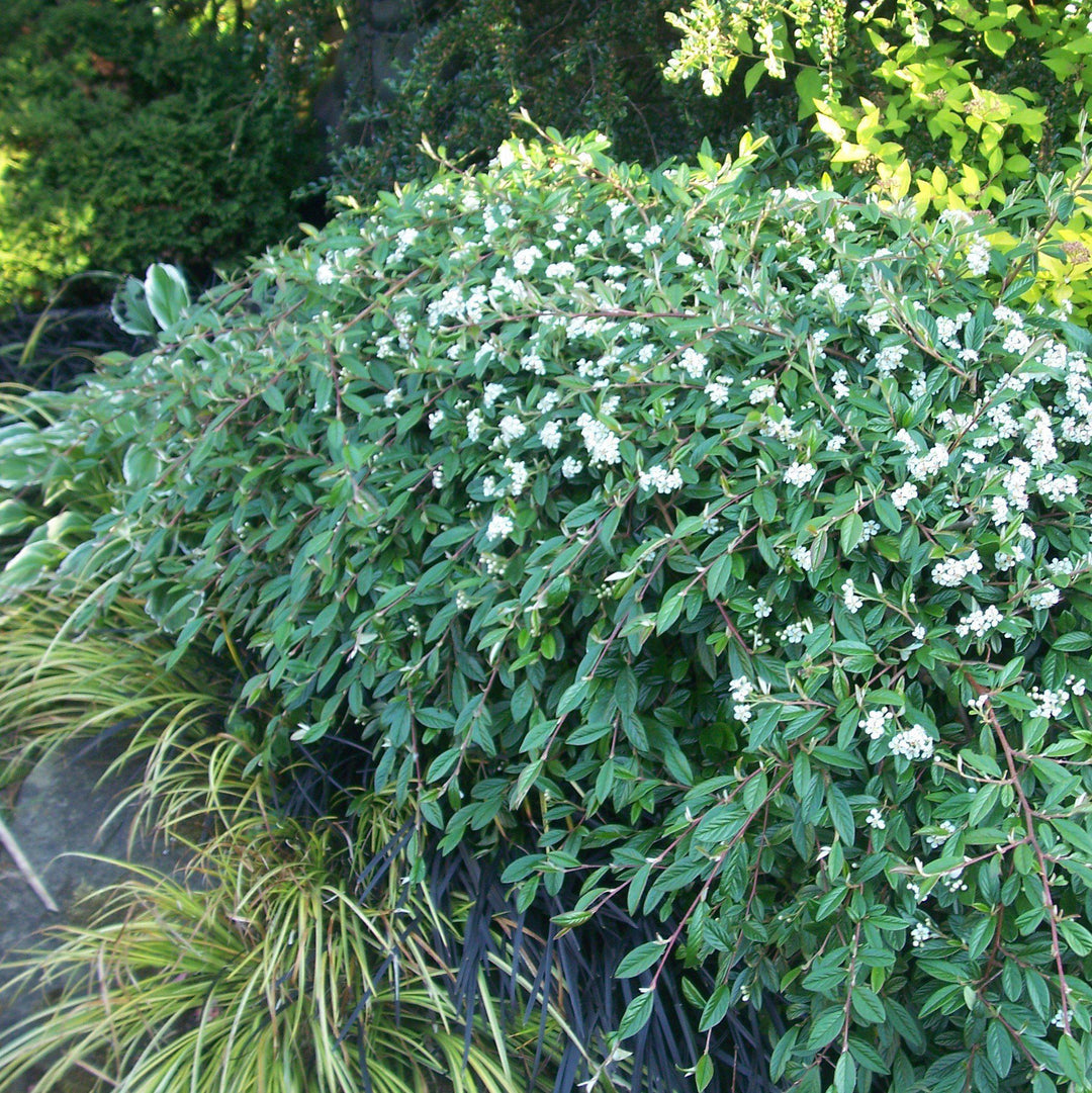 Cotoneaster sal. 'Repandens'  - Willowleaf Cotoneaster