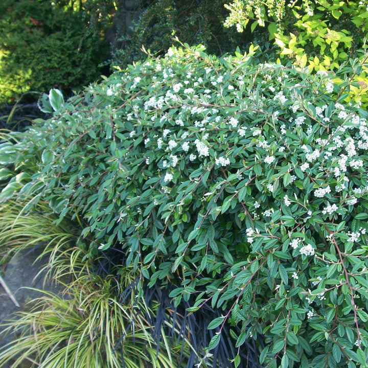 Cotoneaster sal. 'Repandens'  - Willowleaf Cotoneaster