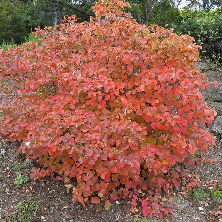 Fothergilla gardenii  - Dwarf Fothergilla