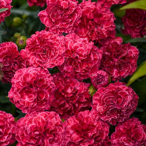 Dianthus 'Raspberry Ruffles'  - Fruit Punch® Raspberry Ruffles Dianthus