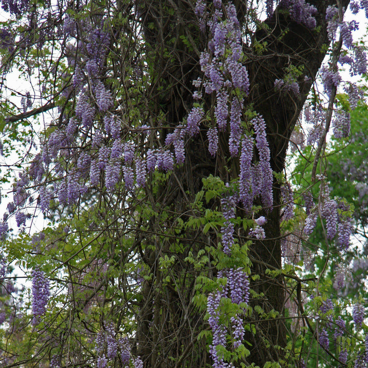 Wisteria frutescens 'Amethyst Falls'  - Amethyst Falls Wisteria