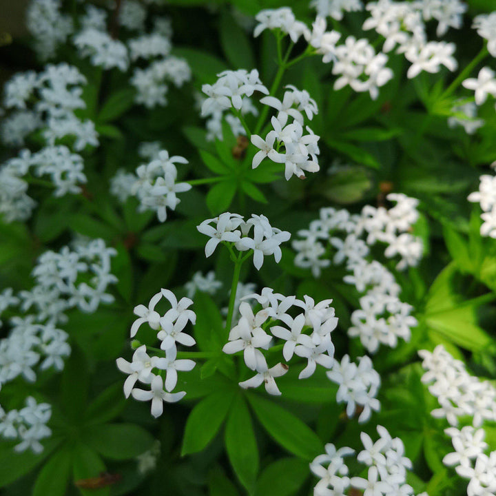 Sweet Woodruff