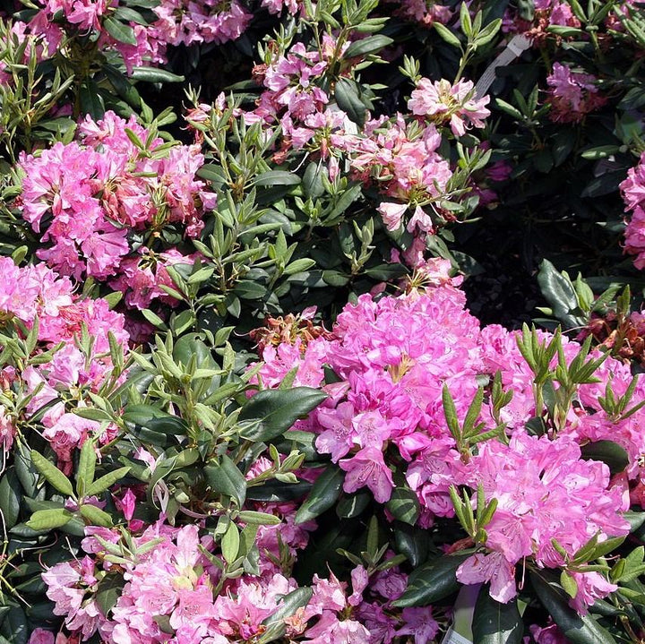 Rhododendron 'Roseum Elegans'  - Roseum Elegans Rhododendron