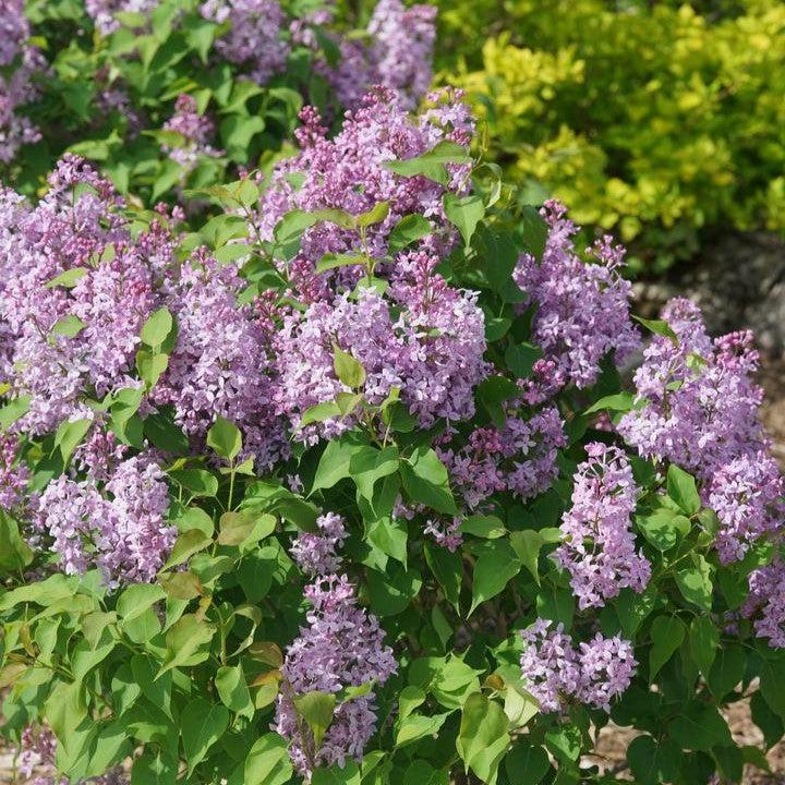 Syringa x hyacinthiflora 'SMNSHSO'  - Scentara® Pura Lilac