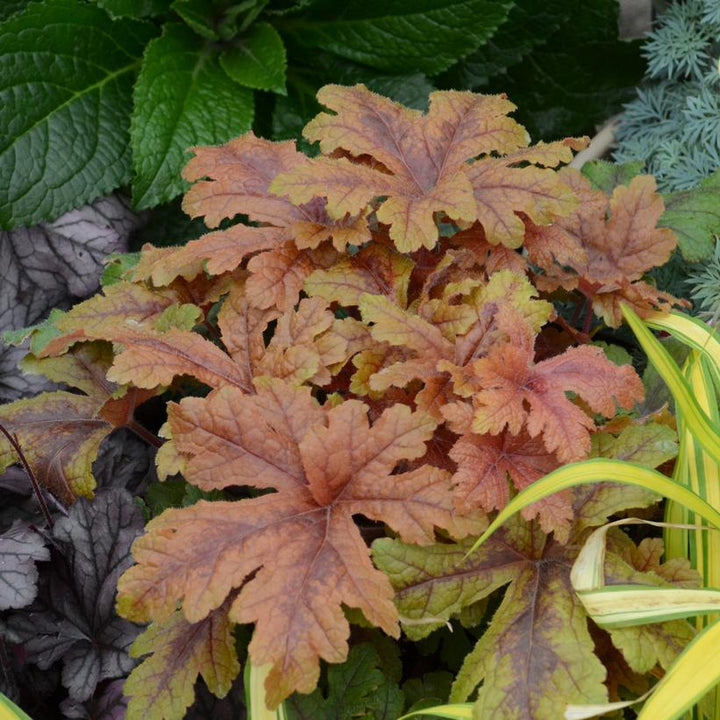 Heuchera 'Hopscotch'  - PW® Fun and Games® Hopscotch Coral Bells