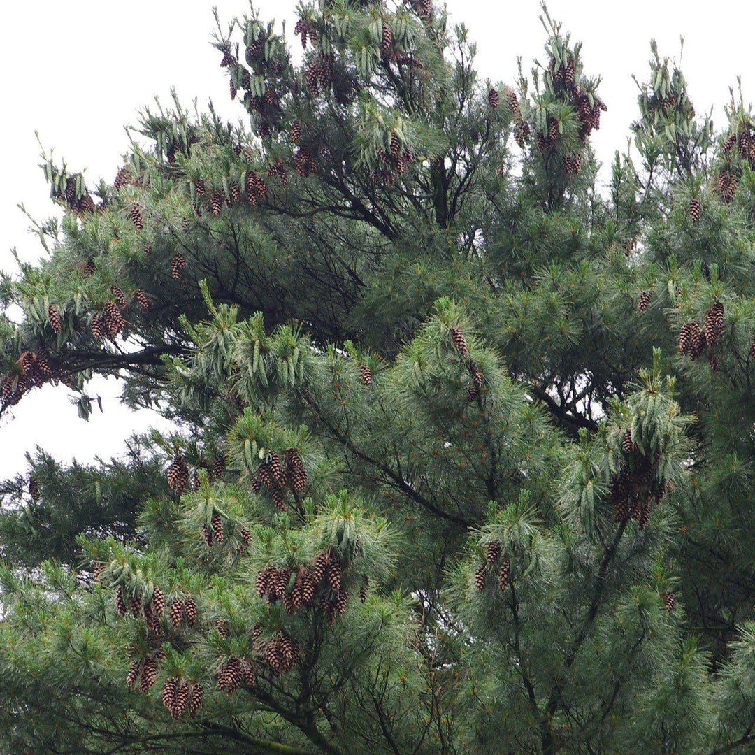 Pinus strobus  - White Pine