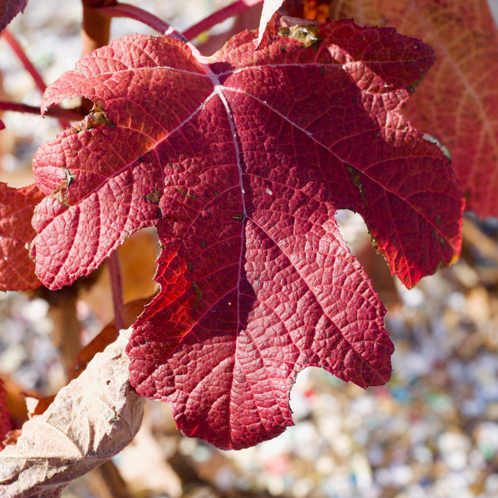 Hydrangea quercifolia 'Munchkin'  - Munchkin Hydrangea