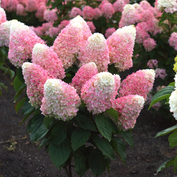 Hydrangea paniculata 'Bokropiav'  - Love-A-Lot™ Pink Hydrangea