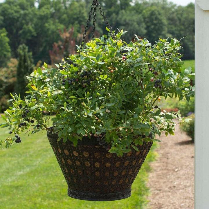 Vaccinium corymbosum hybrid 'FC12-029'  - Bushel and Berry® Sapphire Cascade Blueberry