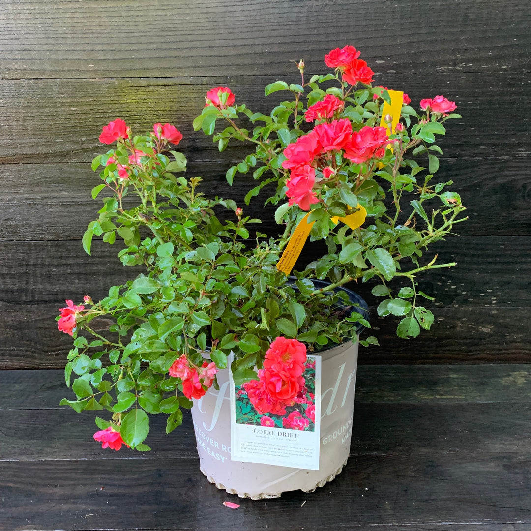 Rosa ‘Meidrifora' PP #19,148  - Coral Drift® Rose